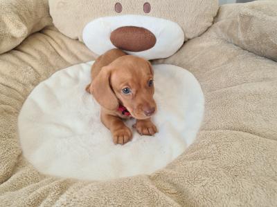 IKC Registered Smooth / Longhaired Dashaund puppies in Dublin
