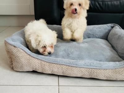 Maltipoo puppies in Galway, boy and girl remaining