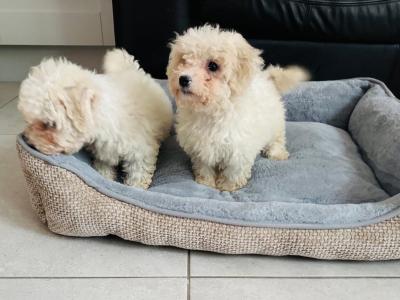 Maltipoo puppies in Galway, boy and girl remaining