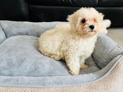Maltipoo puppies in Galway, boy and girl remaining