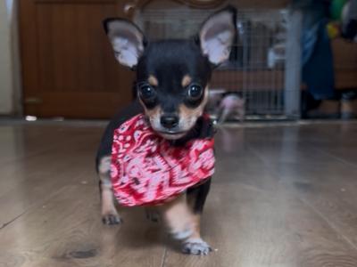 3 stunning Chihuahua puppies in Donegal
