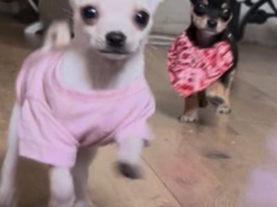 3 stunning Chihuahua puppies in Donegal