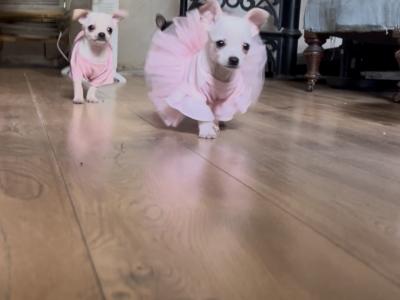 3 stunning Chihuahua puppies in Donegal