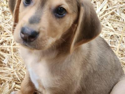 Beagle Cross puppies in Laois