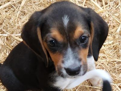 Beagle Cross puppies in Laois