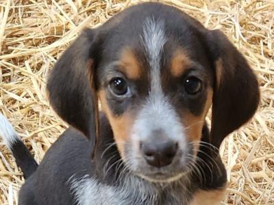 Beagle Cross puppies in Laois