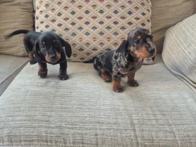Beautiful miniature Dachshund puppies in Dublin
