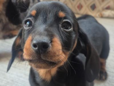 Beautiful miniature Dachshund puppies in Dublin