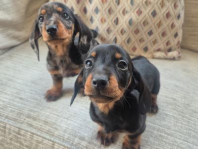 Beautiful miniature Dachshund puppies in Dublin
