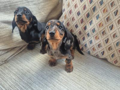 Beautiful miniature Dachshund puppies in Dublin
