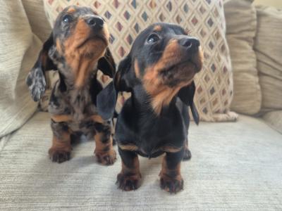Beautiful miniature Dachshund puppies in Dublin