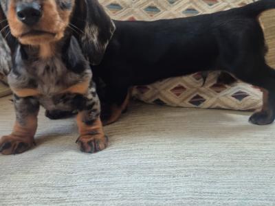 Beautiful miniature Dachshund puppies in Dublin