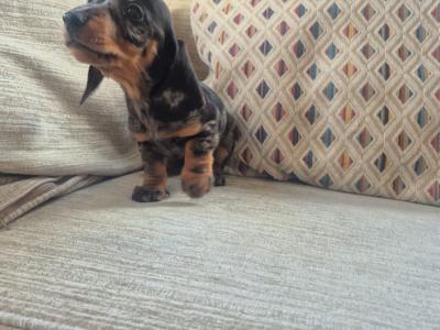 Beautiful miniature Dachshund puppies in Dublin