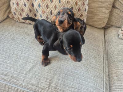 Beautiful miniature Dachshund puppies in Dublin