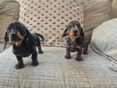 Beautiful miniature Dachshund puppies in Dublin