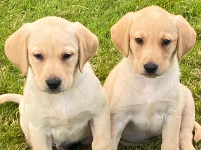 Beautiful Golden Labrador puppies in Wexford🐶