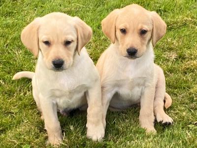 Beautiful Golden Labrador puppies in Wexford🐶