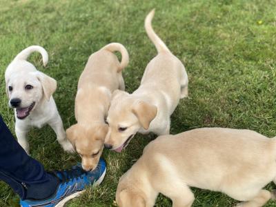 Beautiful Golden Labrador puppies in Wexford🐶