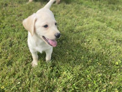 Beautiful Golden Labrador puppies in Wexford🐶