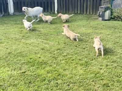 Beautiful Golden Labrador puppies in Wexford🐶