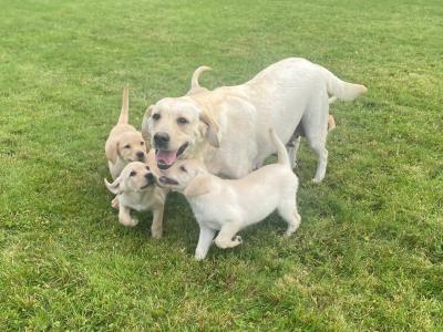 Beautiful Golden Labrador puppies in Wexford🐶
