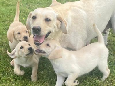 Beautiful Golden Labrador puppies in Wexford🐶