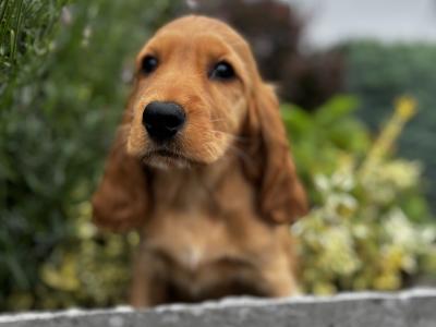 Champion English Cocker Spaniel puppies in Offaly
