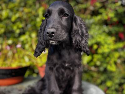 Champion English Cocker Spaniel puppies in Offaly