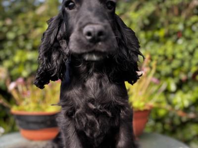 Champion English Cocker Spaniel puppies in Offaly