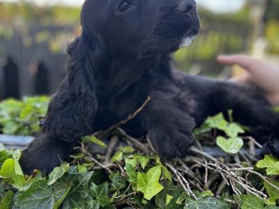 Champion English Cocker Spaniel puppies in Offaly