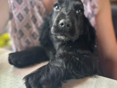 Champion English Cocker Spaniel puppies in Offaly