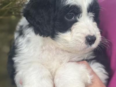 Female Doodle puppy in Waterford
