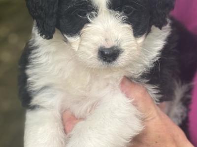 Female Doodle puppy in Waterford