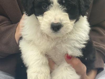 Female Doodle puppy in Waterford