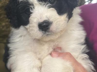 Female Doodle puppy in Waterford
