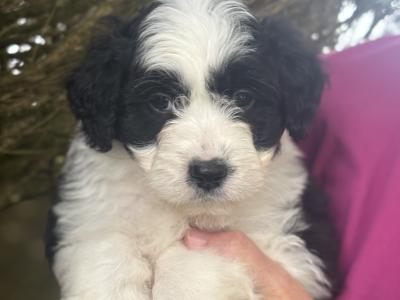 Female Doodle puppy in Waterford