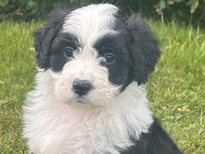 Female Doodle puppy in Waterford