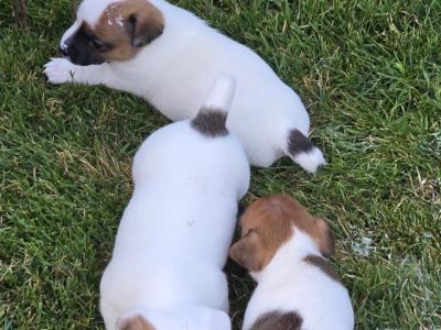 Jack Russell puppies in Dublin