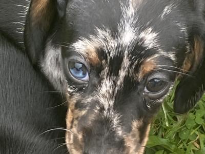 Dachshund puppies for sale in Longford