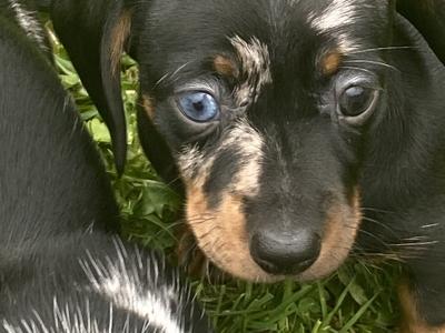 Dachshund puppies for sale in Longford