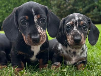 Dachshund puppies for sale in Longford