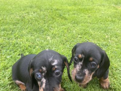 Dachshund puppies for sale in Longford