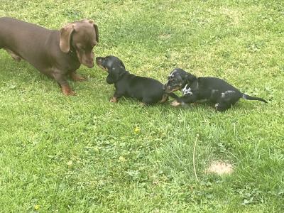 Dachshund puppies for sale in Longford