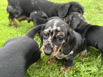 Dachshund puppies for sale in Longford