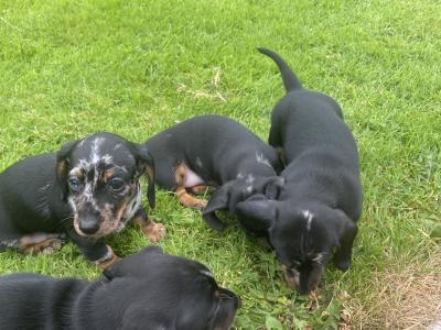 Dachshund puppies for sale in Longford