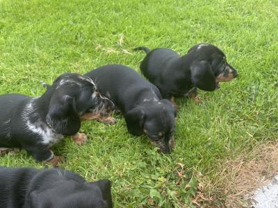 Dachshund puppies for sale in Longford