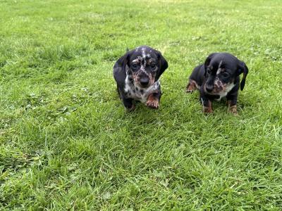 Dachshund puppies for sale in Longford