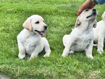 FEMALES ONLY Champion Style IKC Registered Labrador puppies in Tipperary