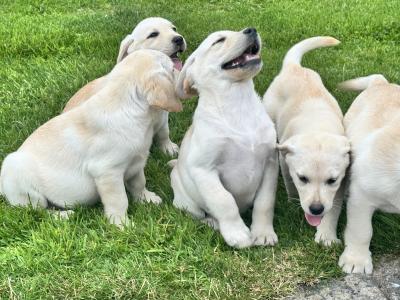 FEMALES ONLY Champion Style IKC Registered Labrador puppies in Tipperary
