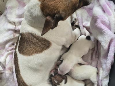 Jack Russell puppies in Dublin